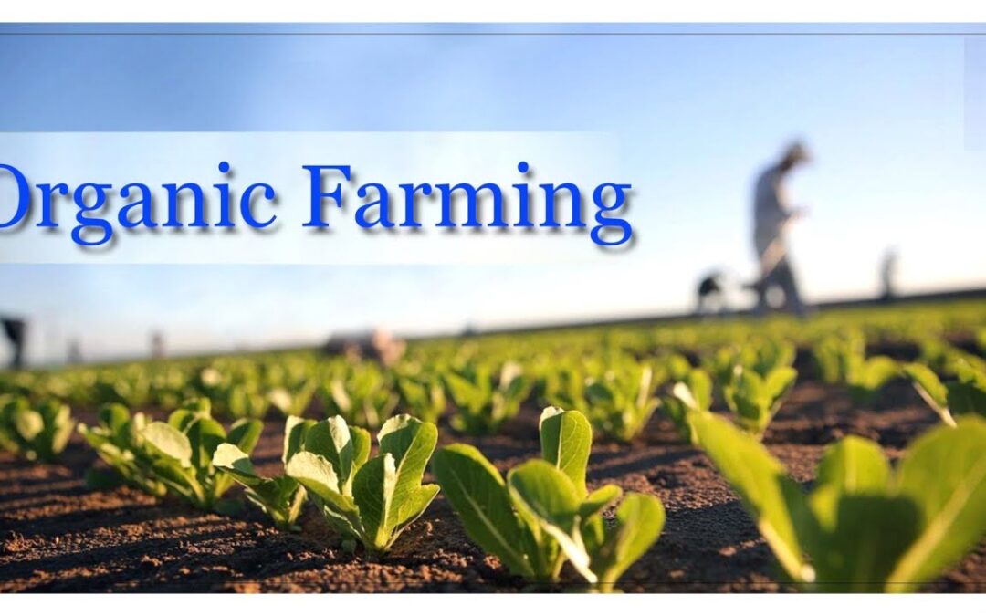 How Organic Farming can change the World?